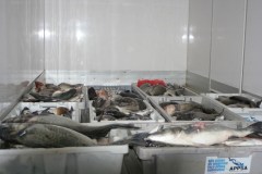 Atlantic Master 2013 (25)